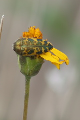 Acmaeodera auritincta