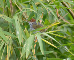 Orthotomus castaneiceps