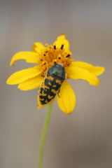 Acmaeodera auritincta