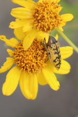 Acmaeodera auritincta