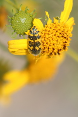 Acmaeodera auritincta