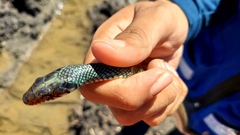 Drymobius margaritiferus