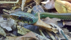 Drymobius margaritiferus