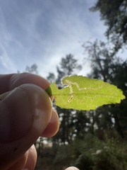 Stigmella anomalella