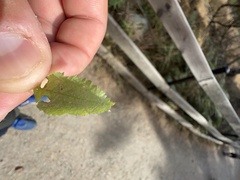 Stigmella anomalella
