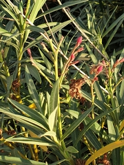 Nerium oleander
