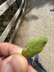 Stigmella anomalella