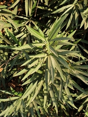 Nerium oleander