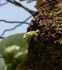 Lamprolepis smaragdina