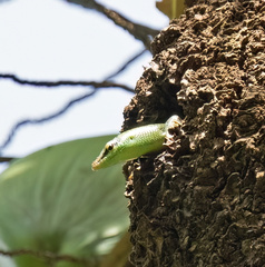 Lamprolepis smaragdina