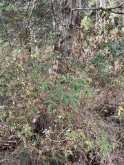 Stigmella anomalella