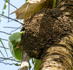 Lamprolepis smaragdina