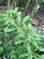 Galium