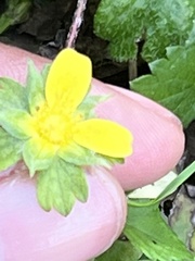 Waldsteinia fragarioides