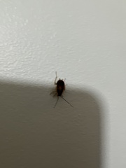 Periplaneta americana