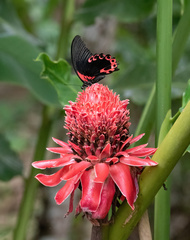 Papilio rumanzovia