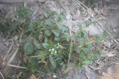 Veronica catenata