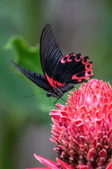 Papilio rumanzovia