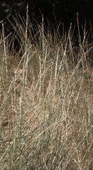 Hordeinae