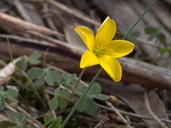 Oxalis perennans