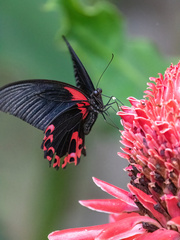 Papilio rumanzovia