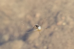 Trepobates subnitidus