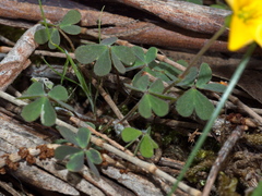 Oxalis perennans