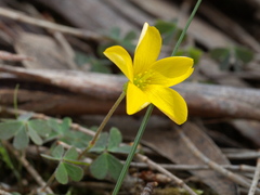Oxalis perennans