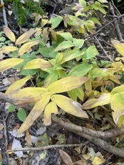 Uvularia grandiflora