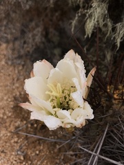 Trichocereus deserticola