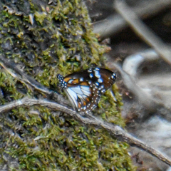 Danaus affinis