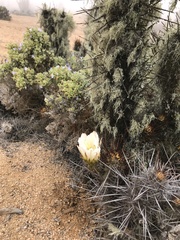 Trichocereus deserticola