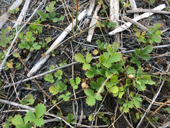 Potentilla