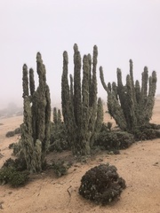 Trichocereus deserticola