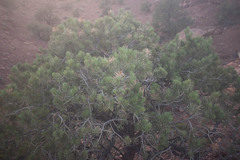 Pinus edulis