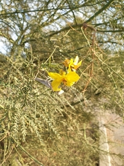 Parkinsonia aculeata