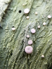 Lachnellula