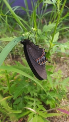 Papilio garamas garamas