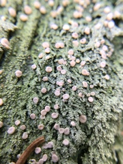 Lachnellula