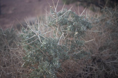 Atriplex confertifolia