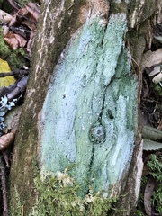 Lachnellula