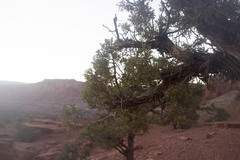 Juniperus osteosperma