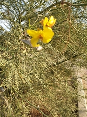 Parkinsonia aculeata
