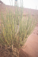 Ephedra viridis