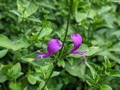 Hypoestes purpurea