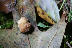 Callirhytis infuscata