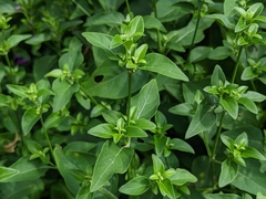 Hypoestes purpurea