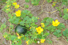 Cucurbita moschata