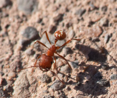 Pogonomyrmex occidentalis