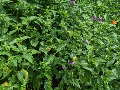 Hypoestes purpurea